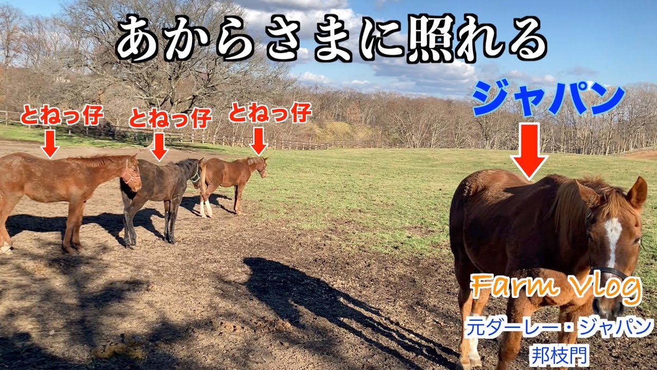 【アドマイヤジャパン】あからさまに照れる！？44選