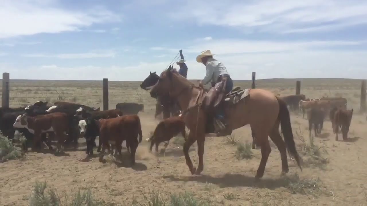 Spring Branding at the Tee Cross Ranch