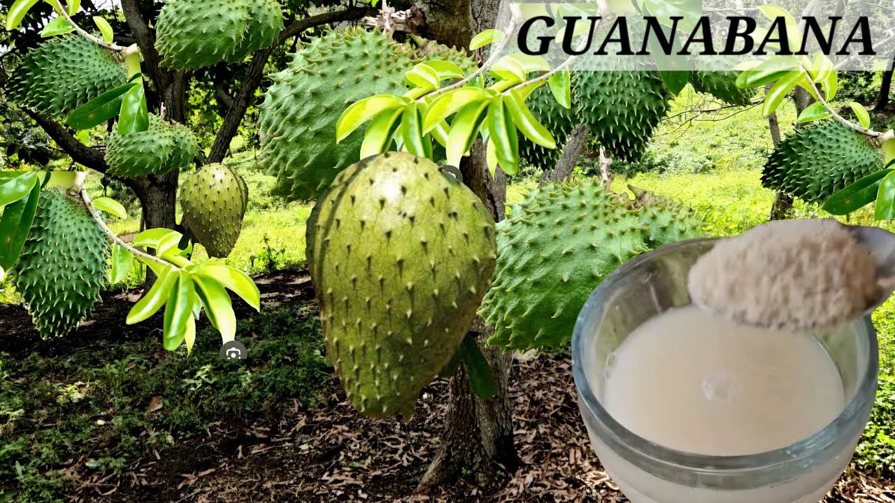 PONLE LEVADURA A TUS GUANABANAS Y  SE LLENARAN DE FRUTO SIN PONERSE NEGRAS CON CERO PLAGAS 