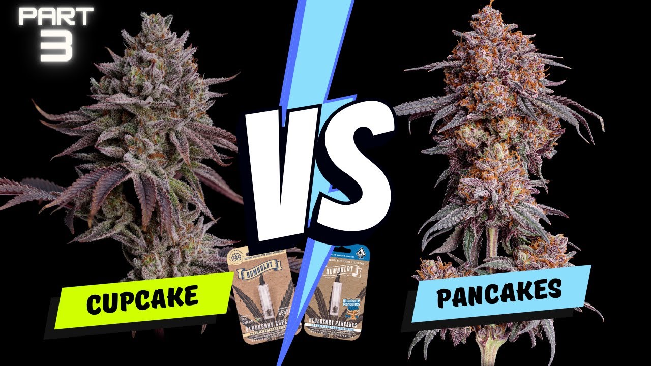 Part 3: Blueberry Cupcake vs Blueberry Pancakes from The Humboldt Seed Company - Seed to Harvest