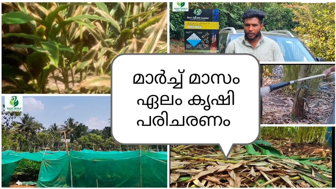 മാർച് മാസം ഏലം കൃഷി പരിചരണം,cardamom March month #cardamom #idukki #agriculture #idukkinews #farming
