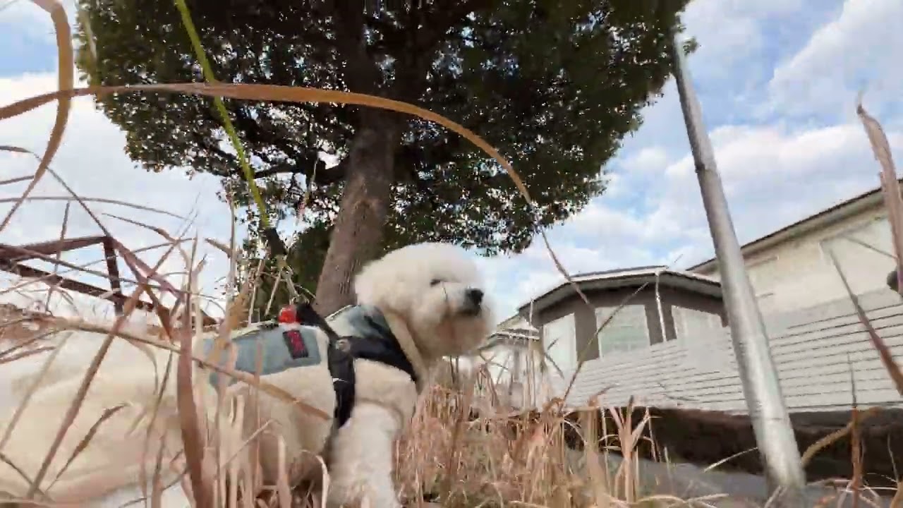 Lura's Walk_L015＃犬＃ペット＃ルラ＃ルラウォーク＃ビションフリーゼ＃bichon frisé＃お散歩＃ルラ＃ワンコ＃小型犬＃dog＃walk#walking#もふもふ＃ふわふわ
