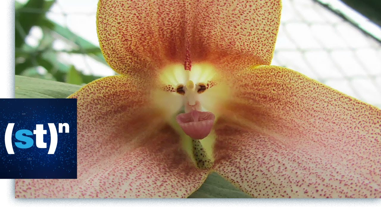 Orchids: Masters of deception