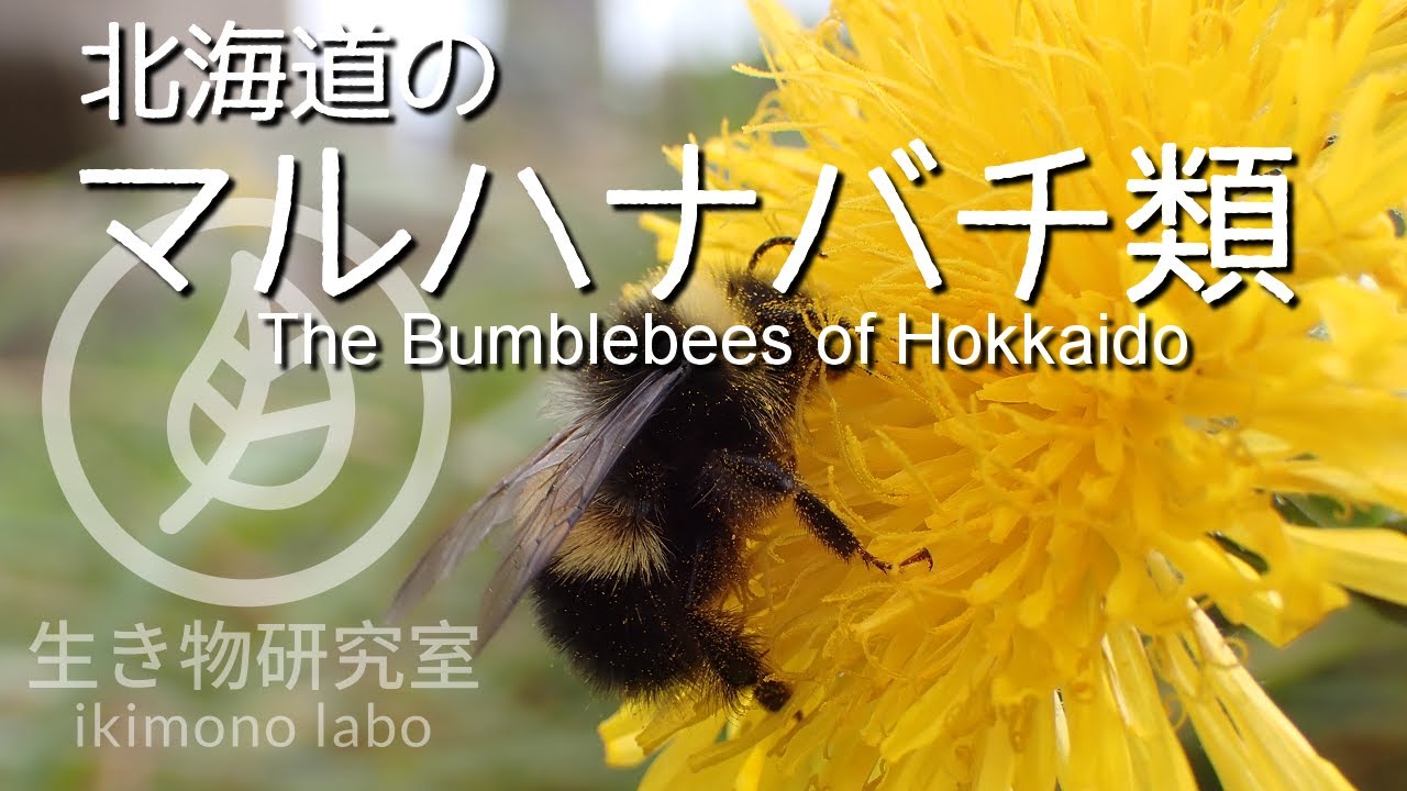 【生態動画】北海道のマルハナバチ類　The Bumblebees of Hokkaido