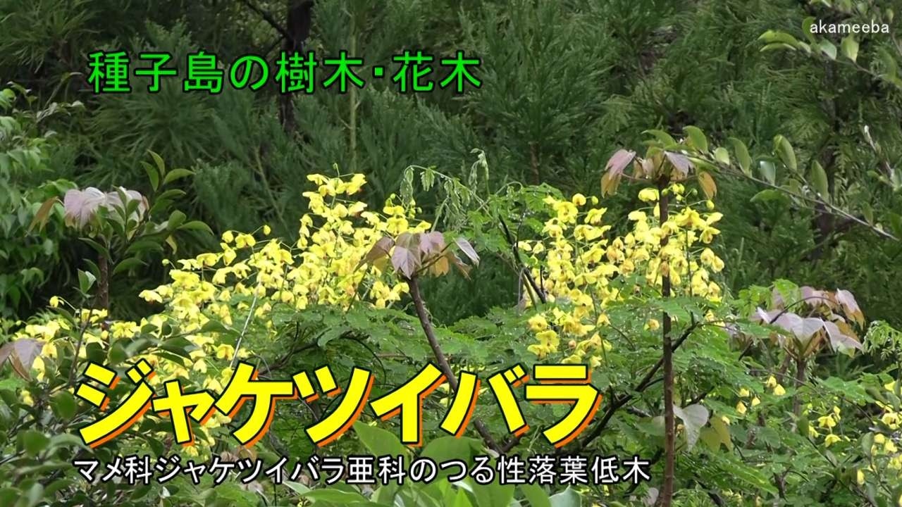 ジャケツイバラ 春から初夏にかけて枝に長い総状花序を立ち伸ばし鮮やかな黄色の花を咲かせた開花風景令和8年AIナレーション案内 - 種子島の樹木・花木