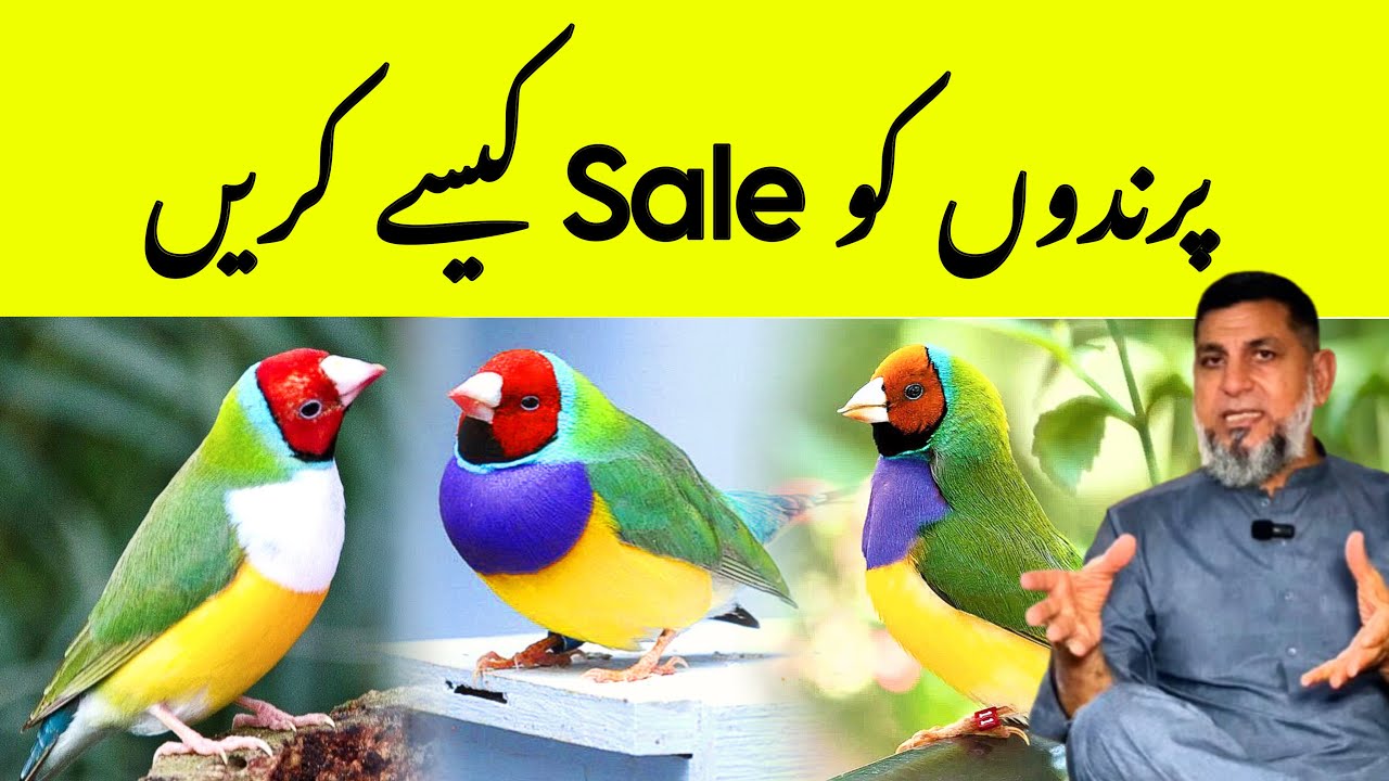 How to Sale Birds | Birds Selling Tips