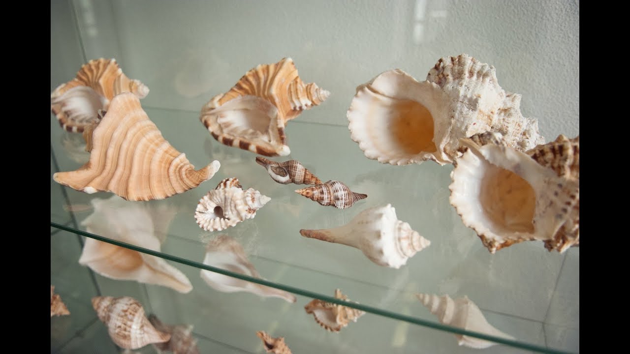 Città di Palmariggi - Museo della Conchiglia e del Corallo