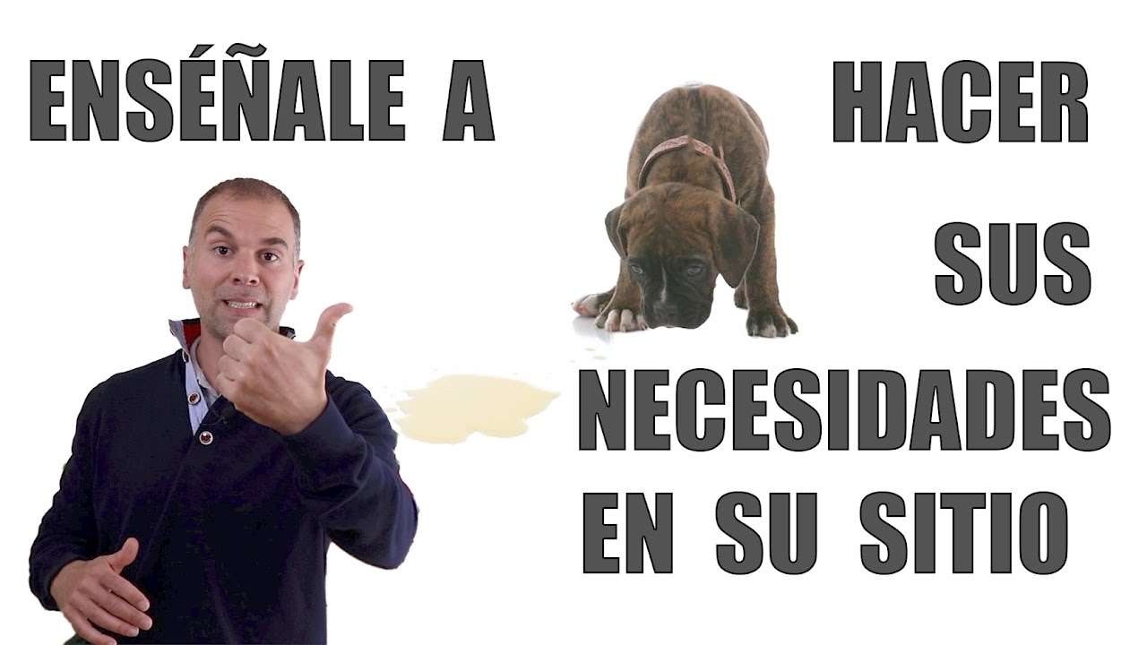 Cómo Enseñar a un Cachorro a hacer sus NECESIDADES (Método INFALIBLE)