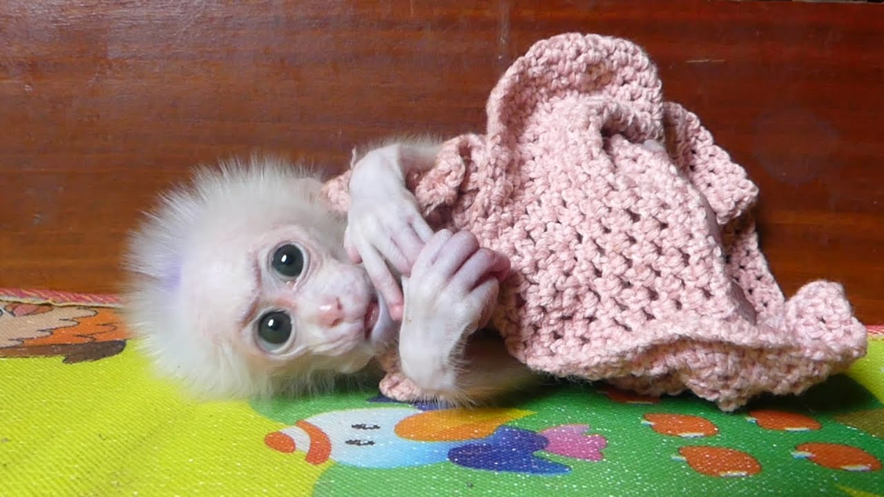 The baby monkey doesn't look happy at all