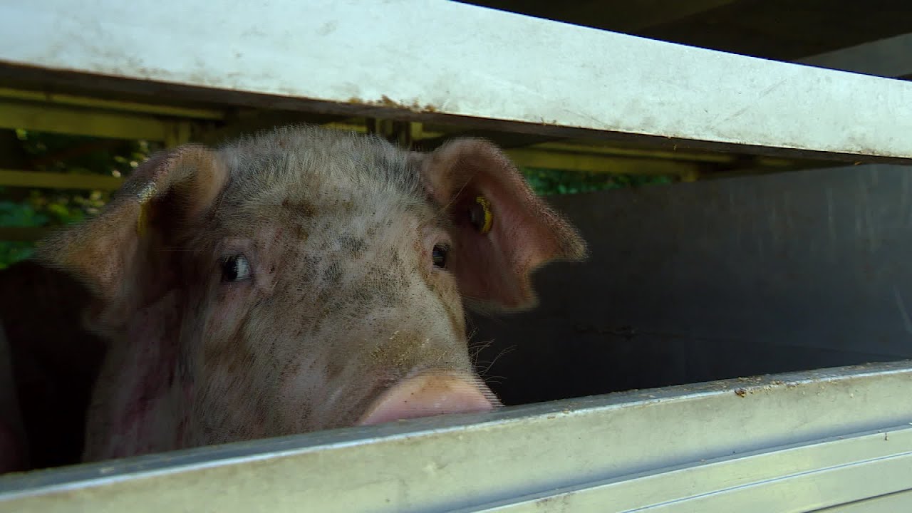 Opnieuw varkenstransporteurs in de fout bij slachterij VION in Boxtel