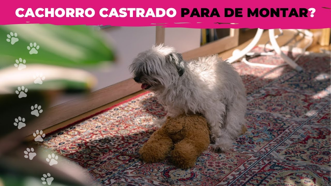 CACHORRO CASTRADO PARA DE MONTAR? Descubra!