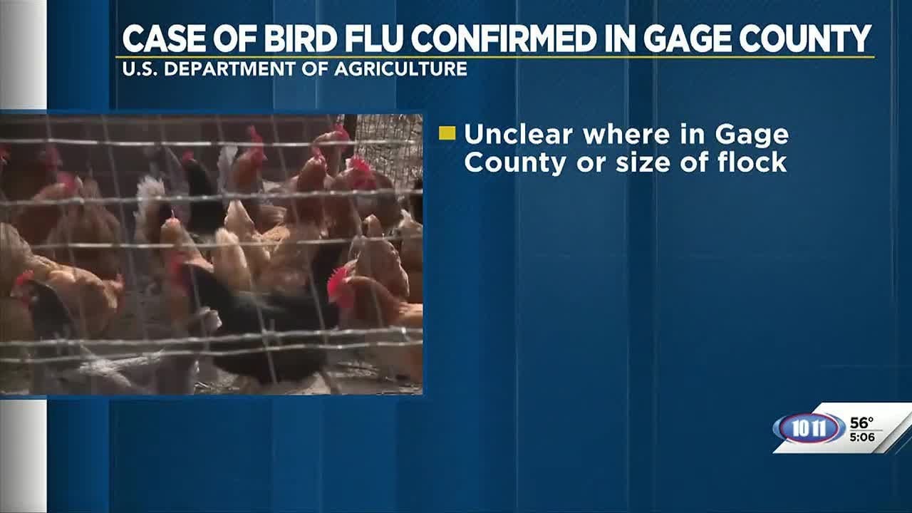 Case of bird flu confirmed in Gage County