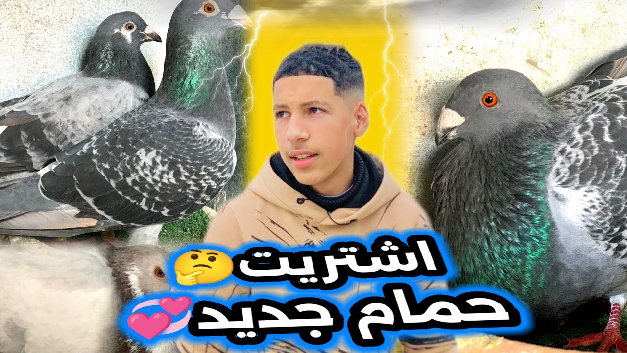اشتريت 🤔 حمام لخنسي 🕊️😍😍 ماشاءالله تبارك 🤓+جوجا ديال حمام سيباق 