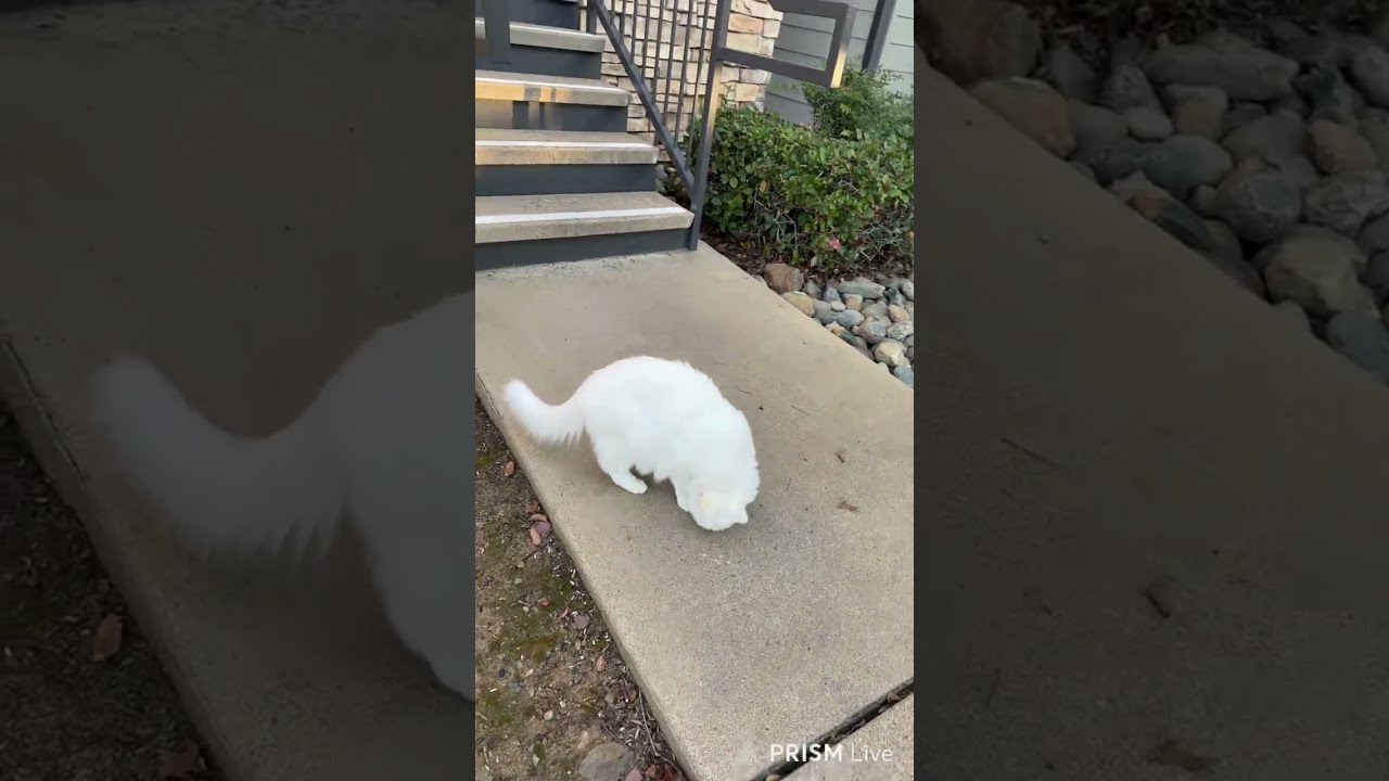 Max and Mini Adventures - Live! 😻😻