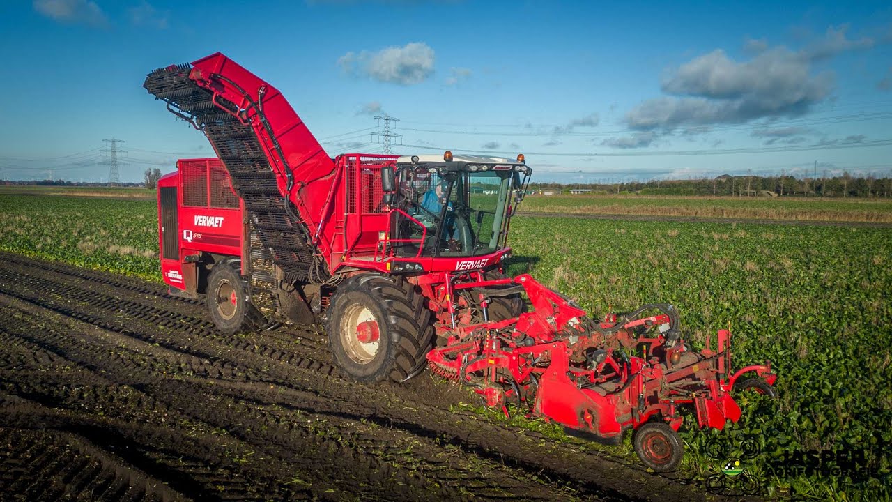Bieten Rooien | Vervaet Q616