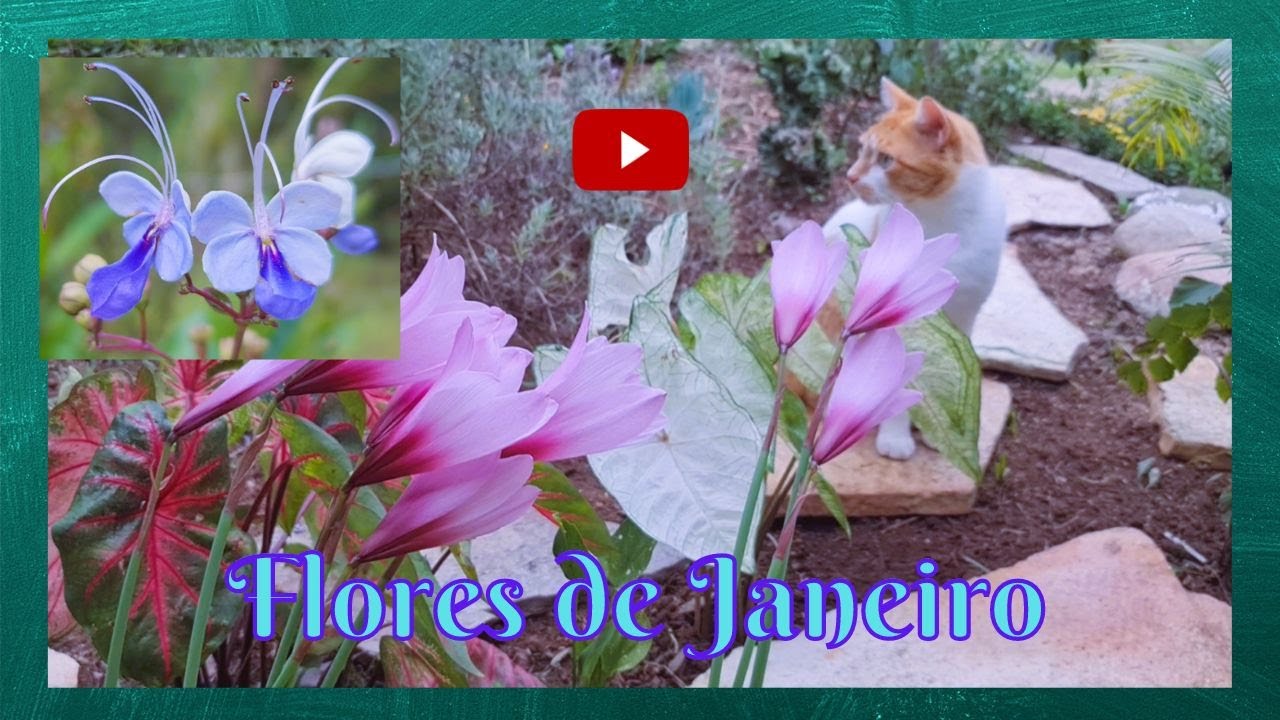 Flores do mês de Janeiro - YouTube