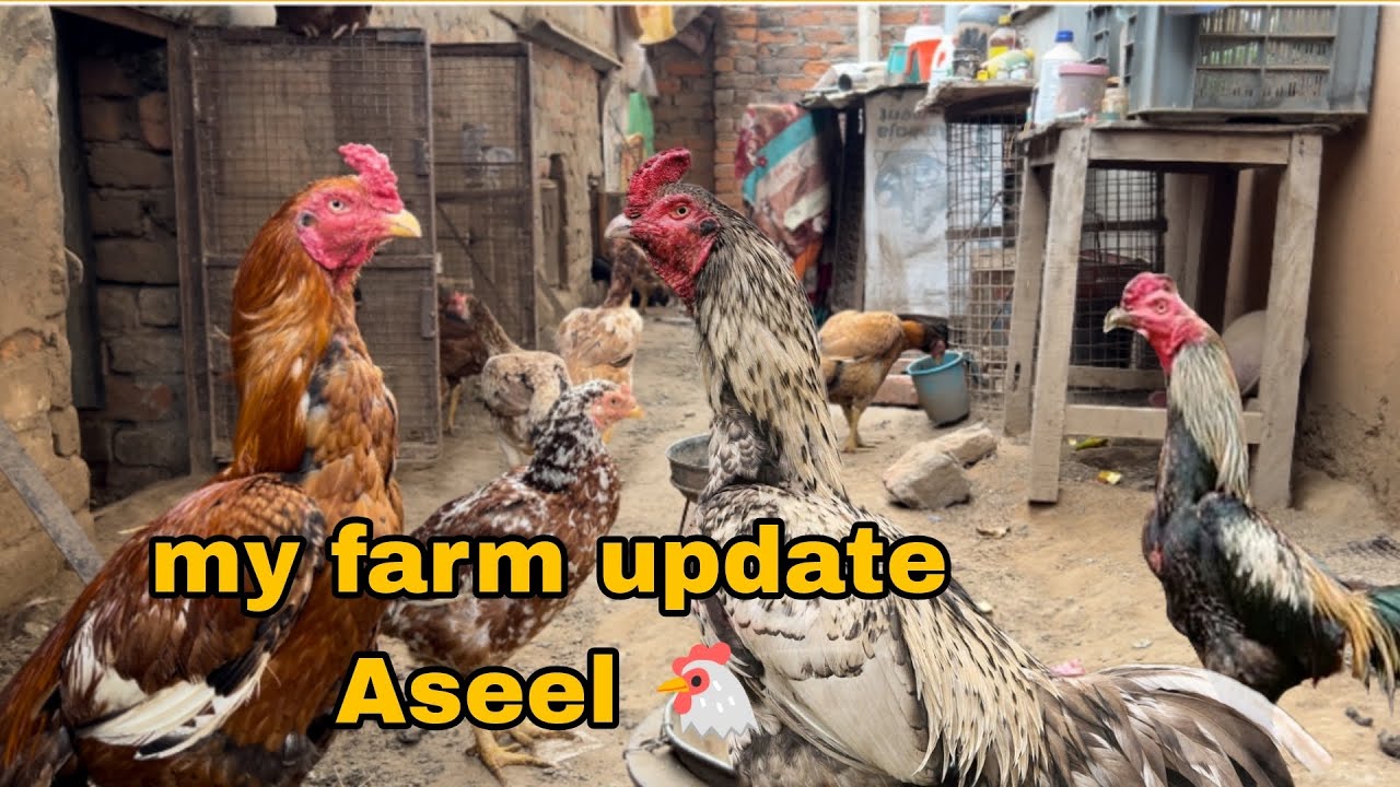 my farm update Aseel #hjvlogsjammu #farming#aseelfarming
