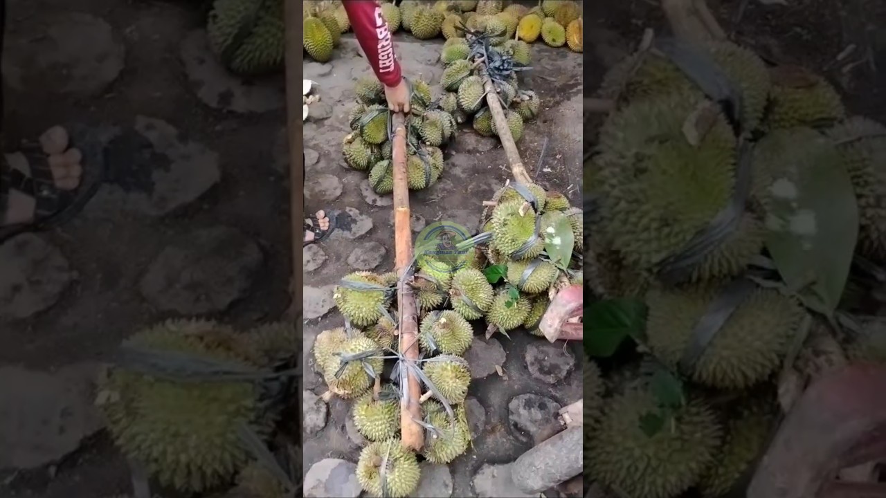 Durian kanjeng//durian lokal premium dari Ponorogo