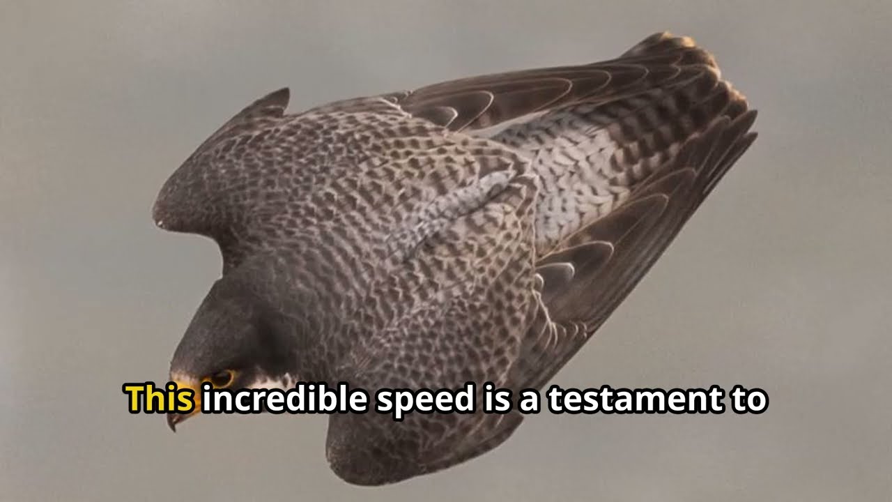 Falcon Facts: The Sky's Fiercest Predators!🦅🦅🦅#falconfacts #fastestbird