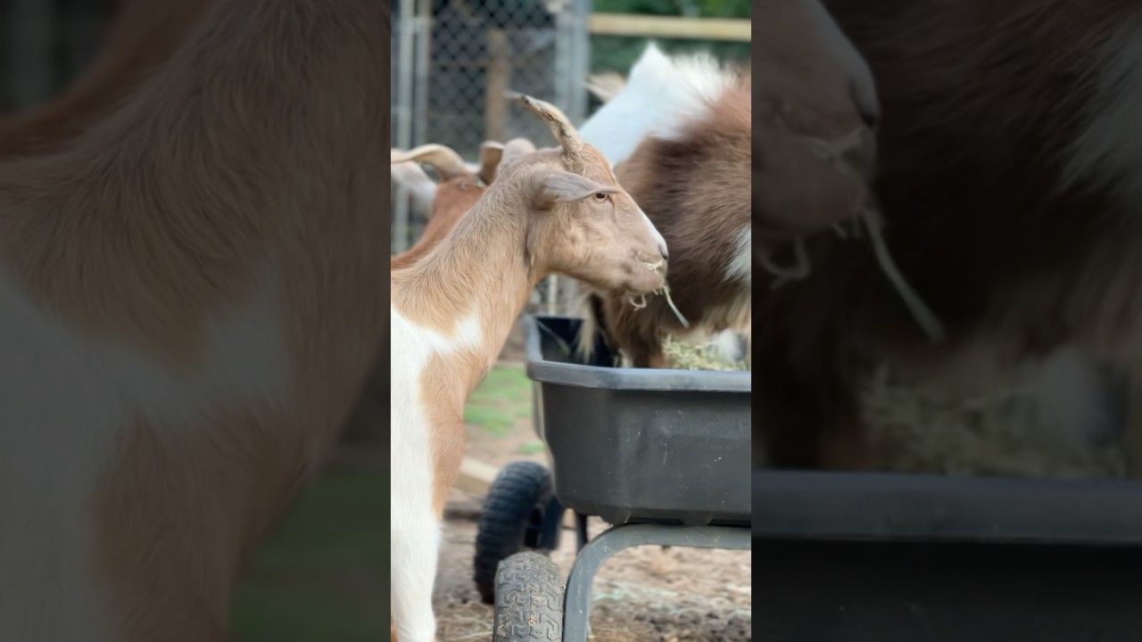 Just another day in backyard farm paradise 🥰 #backyardfarming #backyardfarm #smallfarm