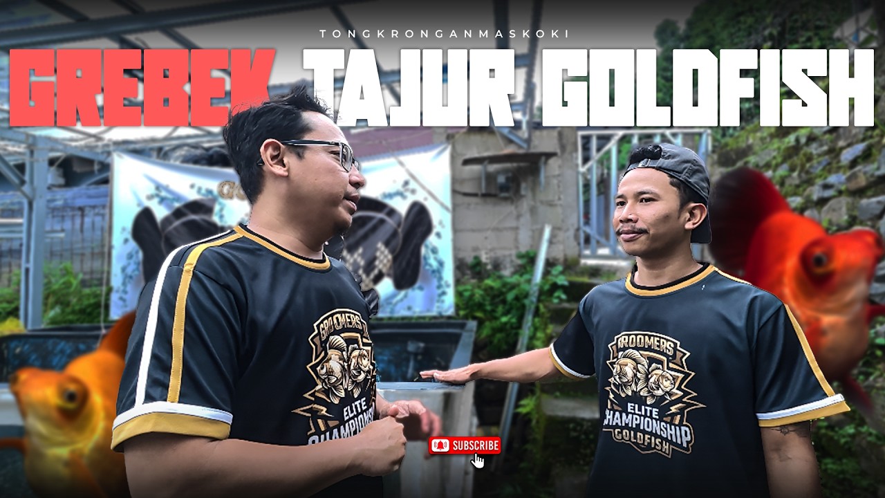GREBEK TAJUR GOLDFISH, IKANNYA BIKIN KAGET!