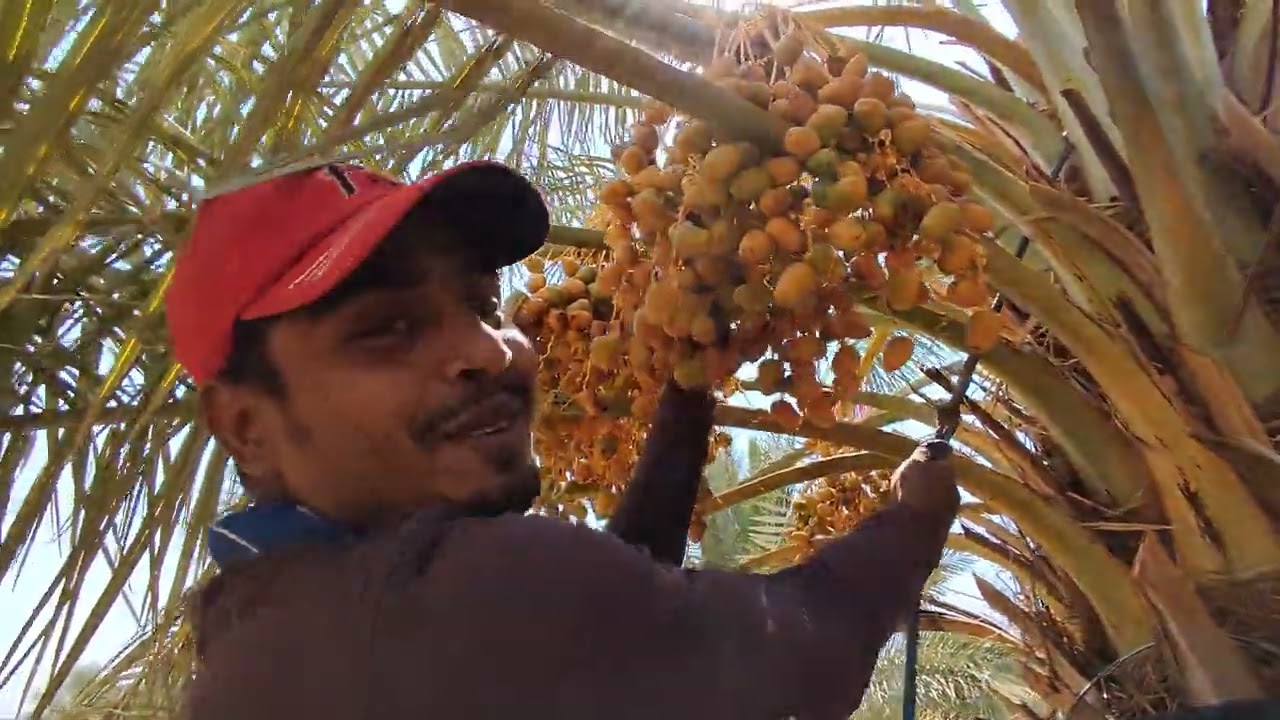 সৌদি আরব খেজুরের বাগান - কর্মরত আছেন বাঙালিরা  - কি ভাবে সংগ্রহ করে সৌদি আরবের খেজুর