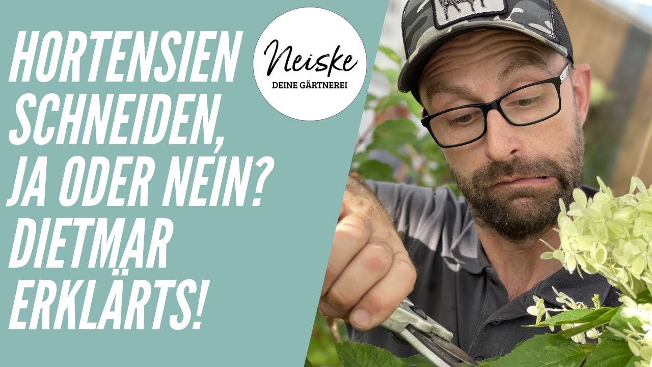 Dietmar schneidet Hortensien!