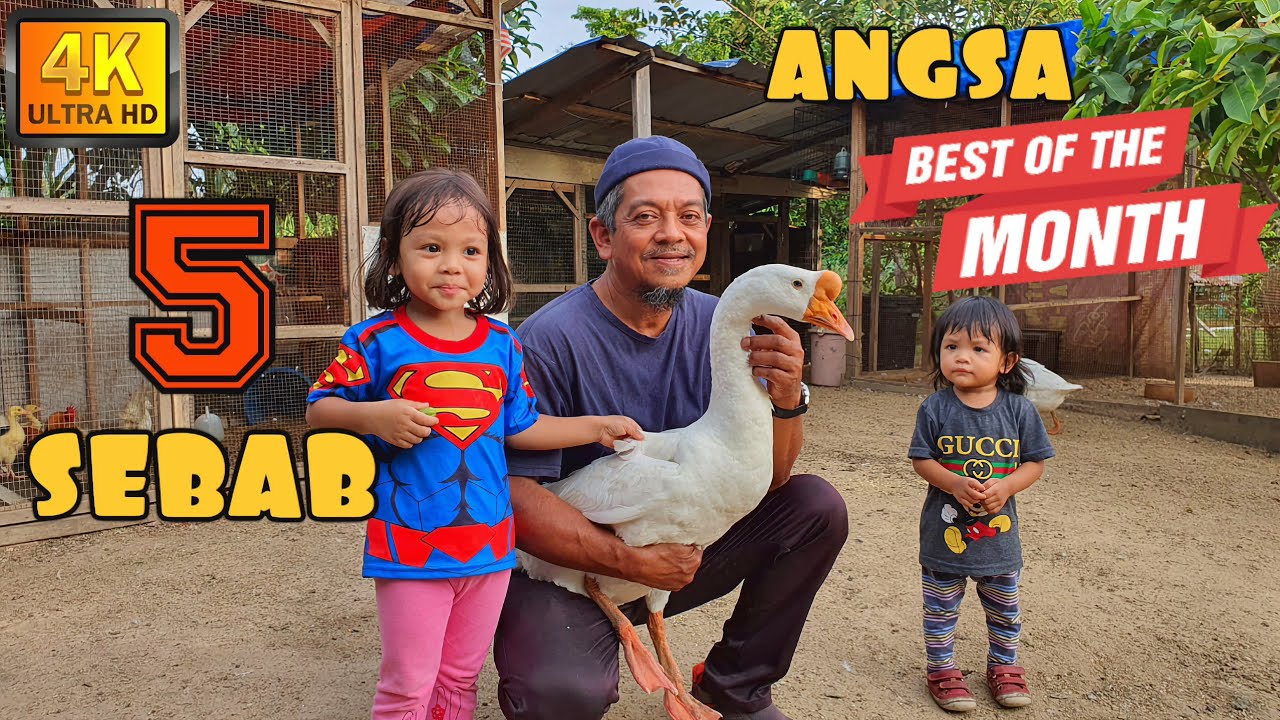 ✅ 5 SEBAB ATOK PALING SUKA ANGSA BERBANDING HAIWAN LAIN