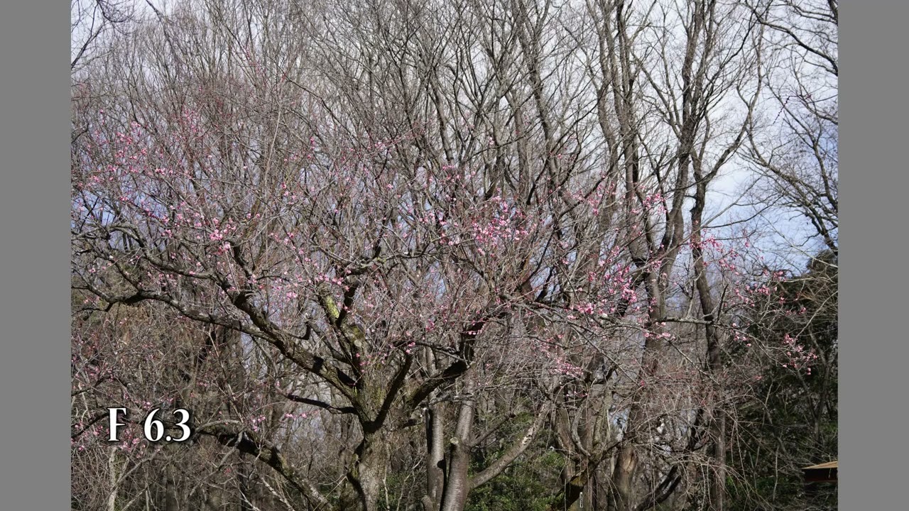 SONY 70-300mm F4.5/5.6  G SSM Ⅱ