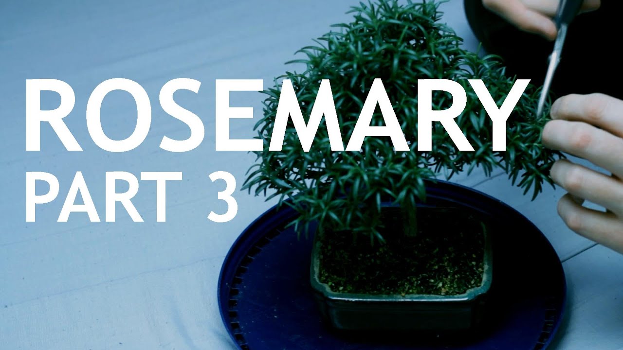 Rosemary Bonsai, from a cutting, 3