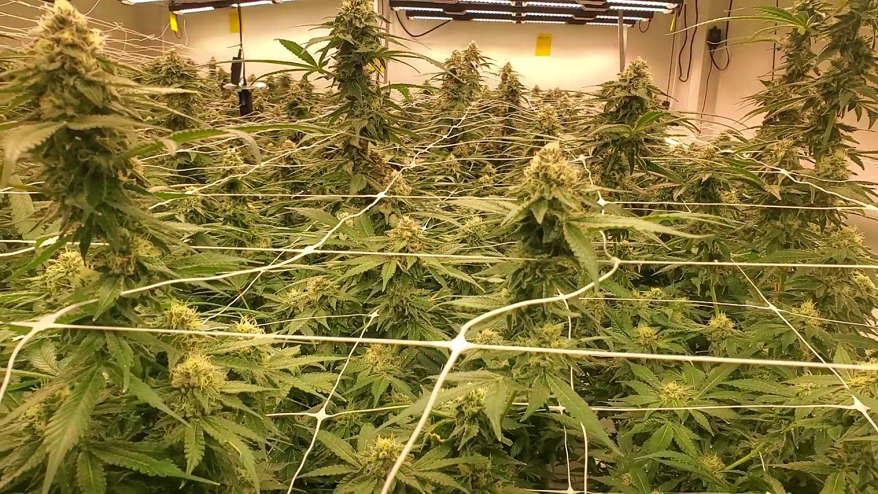 Mendobreath & AlienOG Day 33 Flower