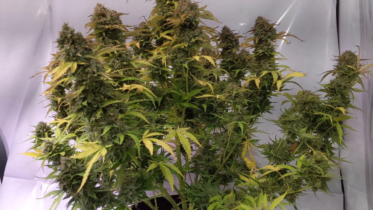 Cream of the Crop Cash Crop - Day 80
