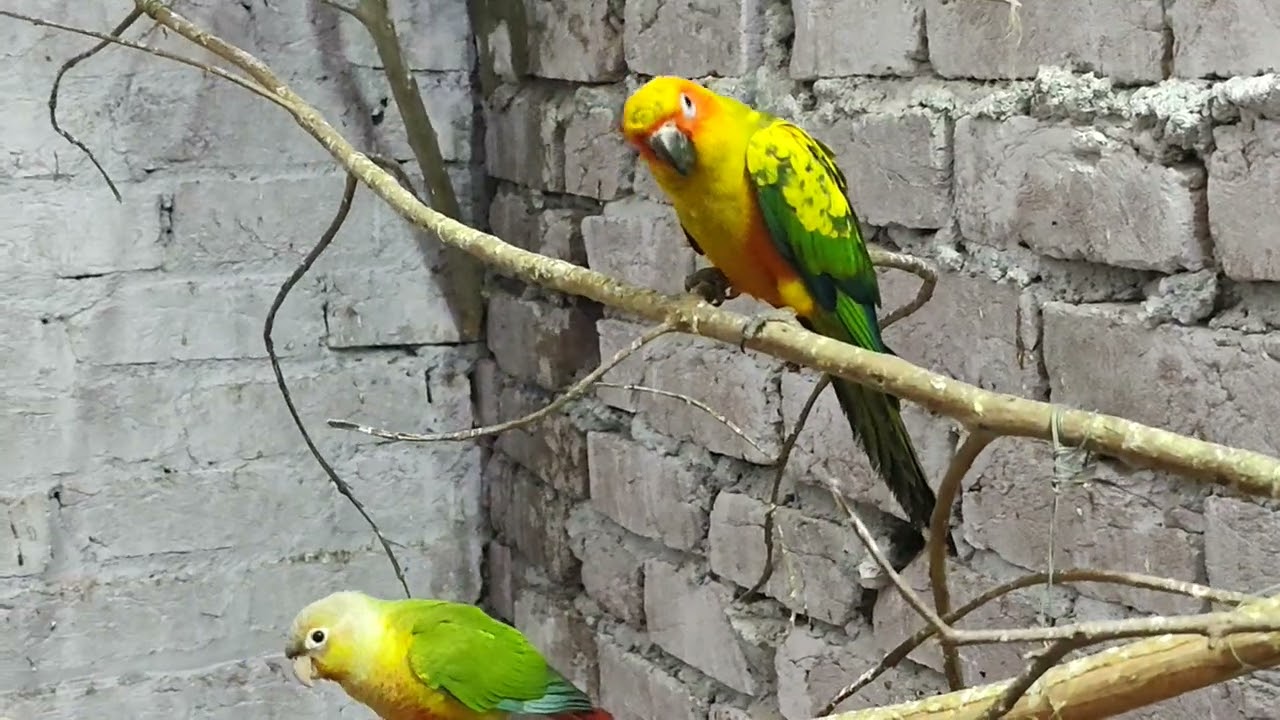 # Bengali breeding box agg