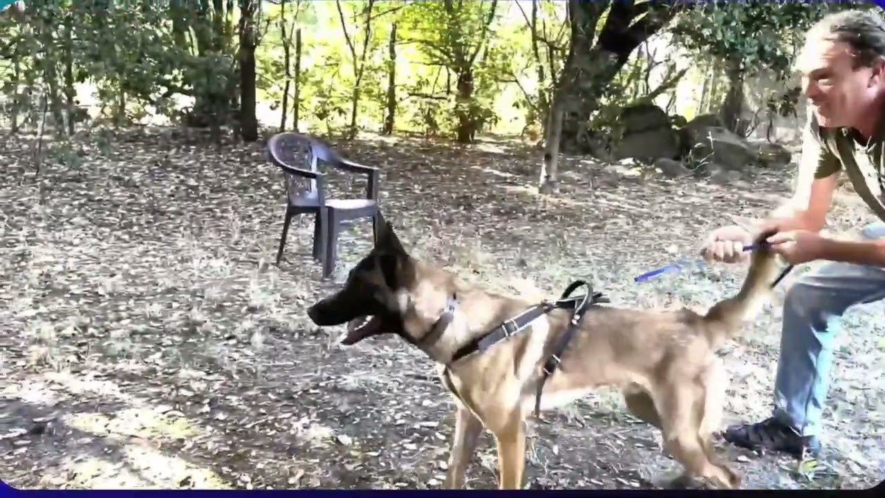 Explaining Leash Reactivity