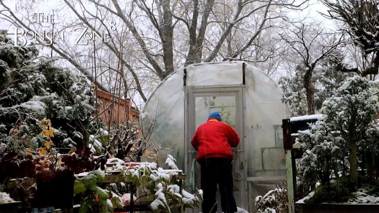 Getting My Plant Room Ready, The Bonsai Zone, Nov 2021