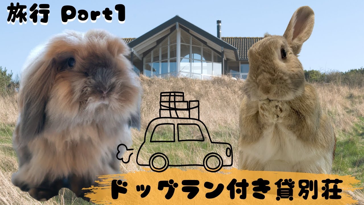 1062【うさぎとお泊り旅行①】まん泊リゾートさんのドッグラン付き貸別荘「えんまん」を借りてみた　ミニウサギとアメリカンファジーロップ　～TRAVEL WITH BUNNIES part 1～