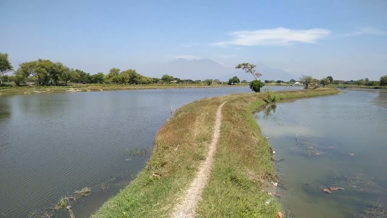 Tambak yang luas dengan pemandangan alam indah #tambaksidoarjo #petanitambak #mancingtambak