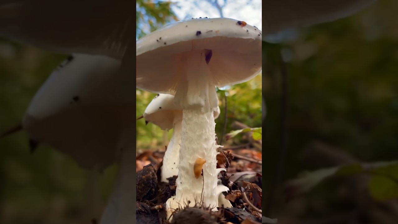 🍄DESTROYING ANGEL🍄 One of the worlds deadliest fungi 