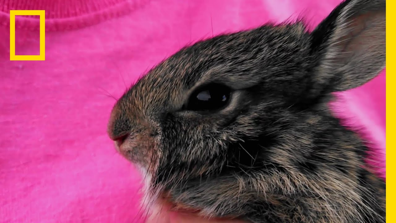 ウサギを自然に帰した、その瞬間 | ナショジオ