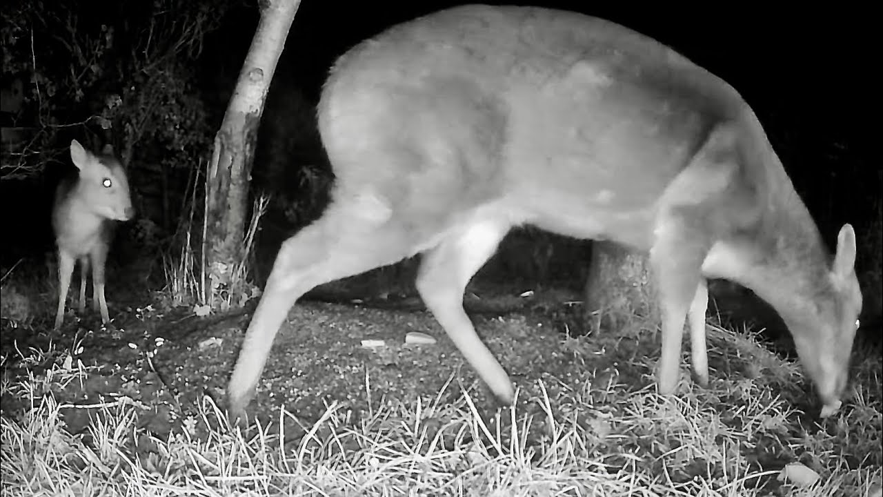 Wild Garden Diary January 16th-17th