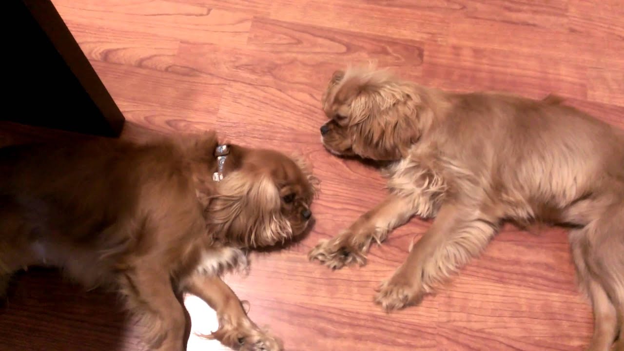 Ruby Cavalier King Charles Spaniel Sleeping