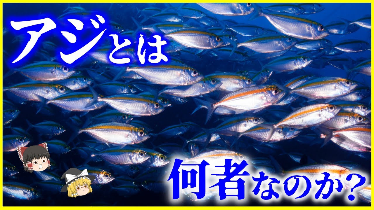 【ゆっくり解説】赤身魚？白身魚？「アジ」とは何者なのか？を解説/日本人とアジの深い関わりとブランドアジ