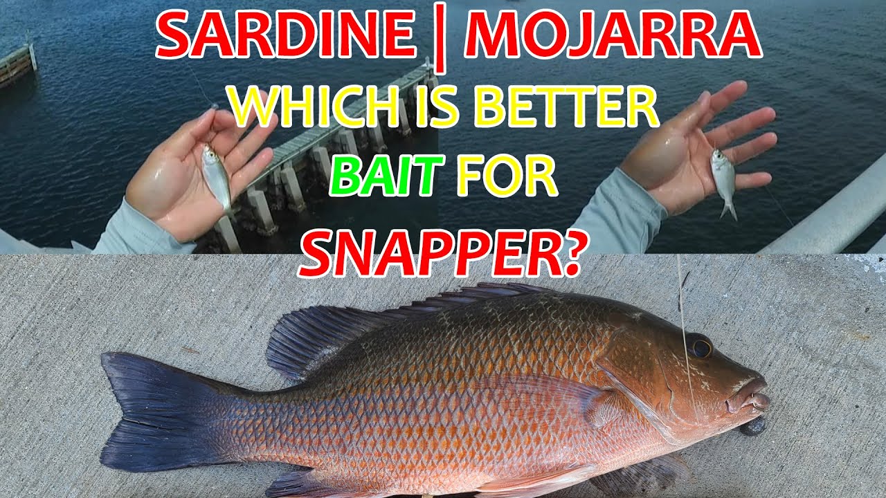 Sardine | Mojarra Baits For Mangrove Snapper - South Florida Saltwater Bridge Fishing