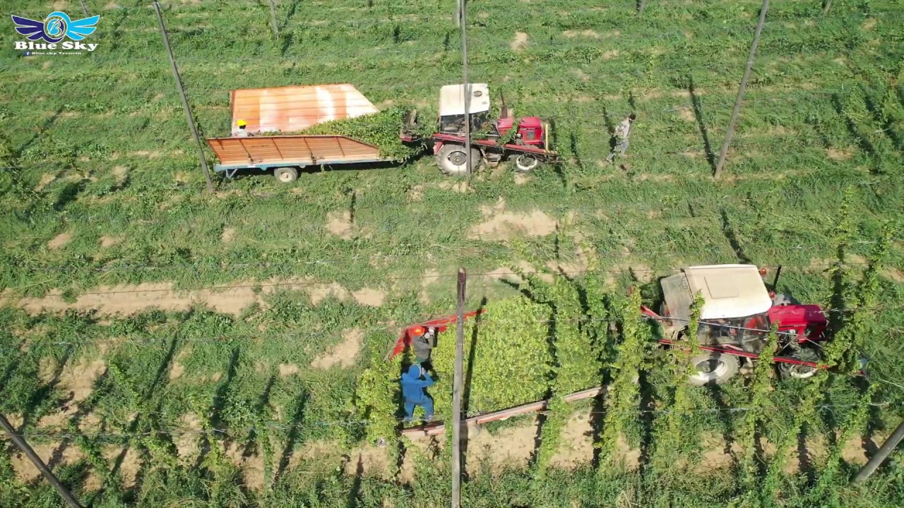 #26  Zber chmeľu  / harvesting hops