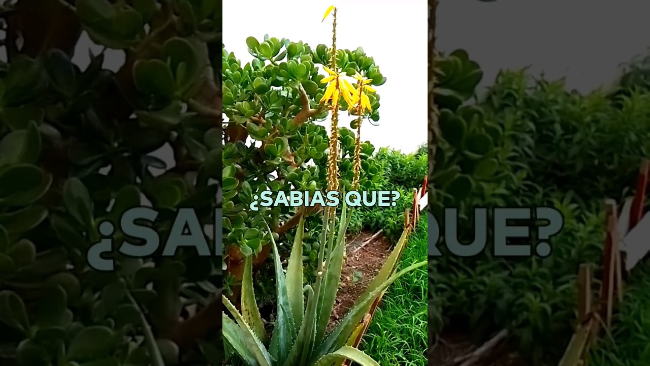 &iquest;Que significa cuando florece el aloe vera (s&aacute;bila)? #parati #aloevera #sabila #creenciaspoderosas