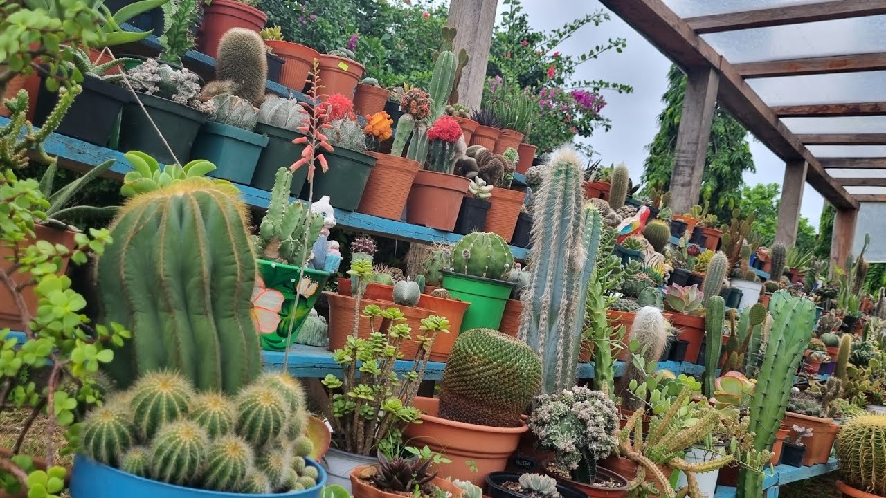 Te muestro mi colección de cactus #cactus#jardín