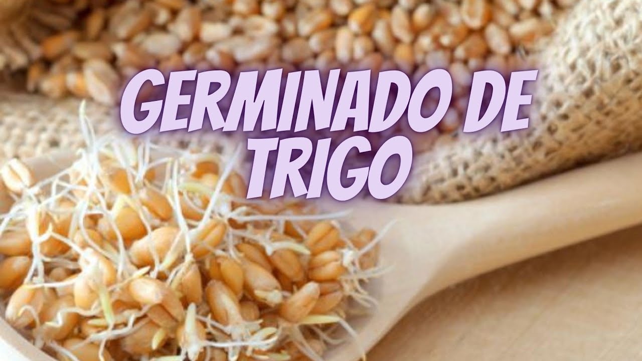 Cómo Hacer Germinado de Trigo Casero