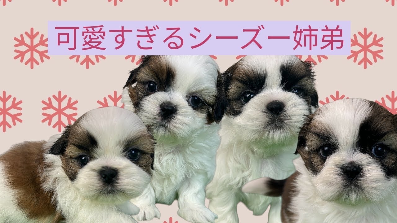 11月25日生まれの姉弟が可愛すぎる