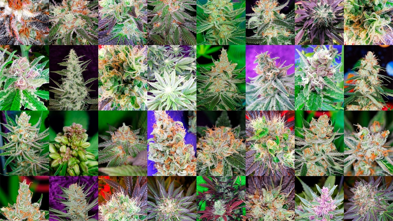 The Weed Nerd Live Show