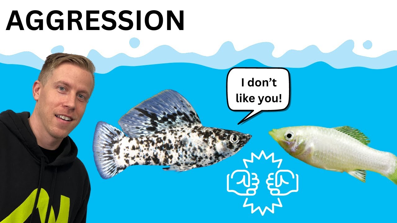 Reasons Why Molly Fish Fight - FIX Aggression REACTION